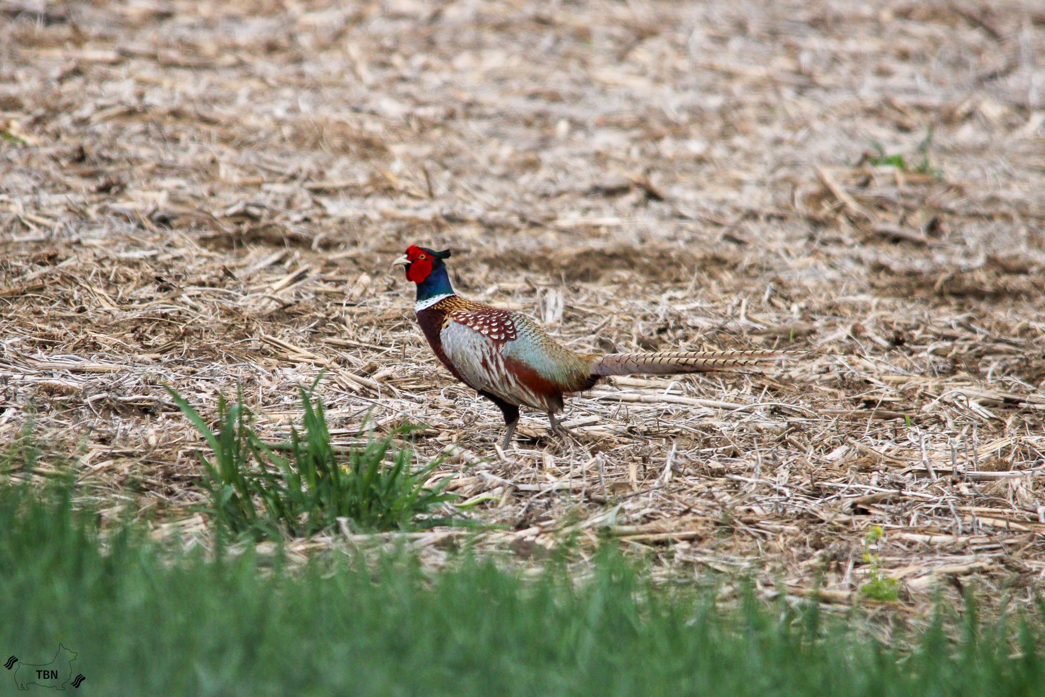 Ring-necked Pheasant